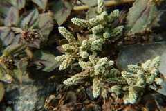 Nothosaerva brachiata